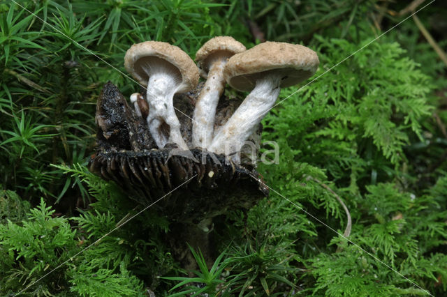 Asterophora lycoperdoides