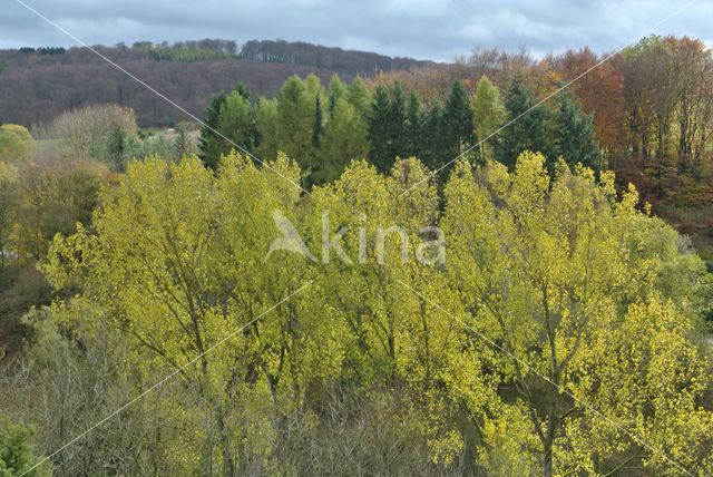 Poplar (Populus spec.)