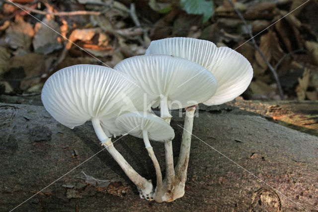 Porcelain fungus (Oudemansiella mucida)