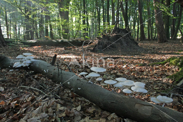 Porcelain fungus (Oudemansiella mucida)