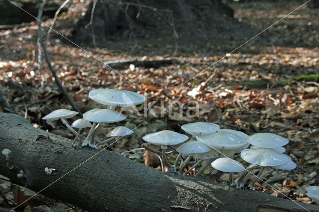 Porcelain fungus (Oudemansiella mucida)