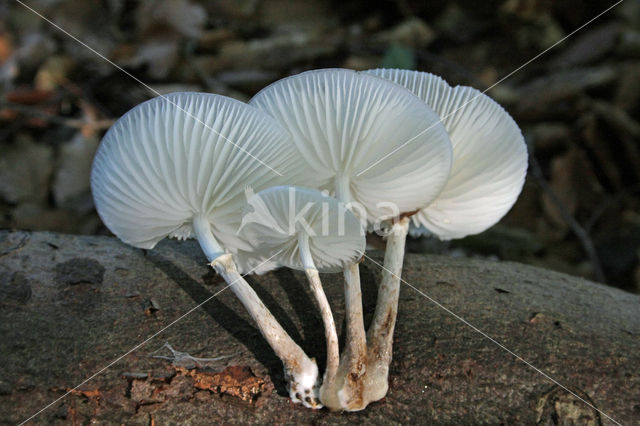 Porcelain fungus (Oudemansiella mucida)