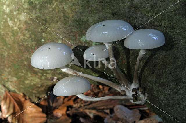 Porcelain fungus (Oudemansiella mucida)