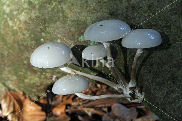 Porcelain fungus (Oudemansiella mucida)