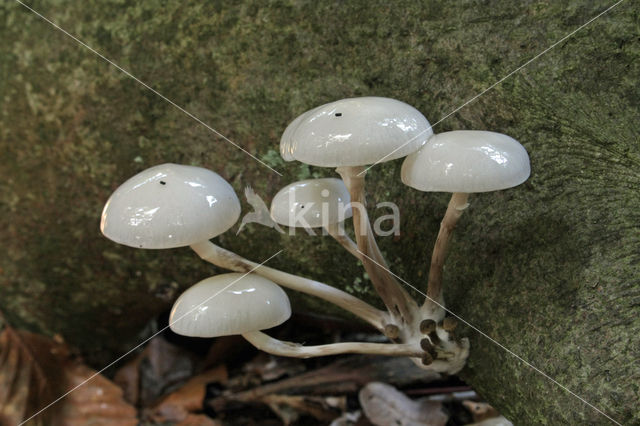 Porcelain fungus (Oudemansiella mucida)