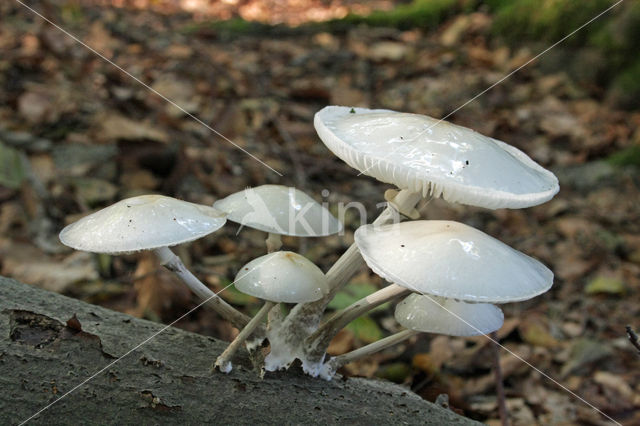 Porcelain fungus (Oudemansiella mucida)