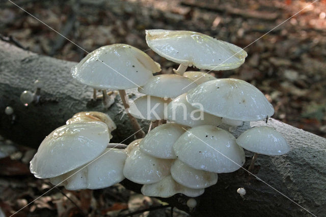 Porcelain fungus (Oudemansiella mucida)