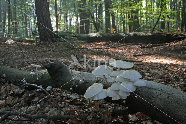 Porcelain fungus (Oudemansiella mucida)