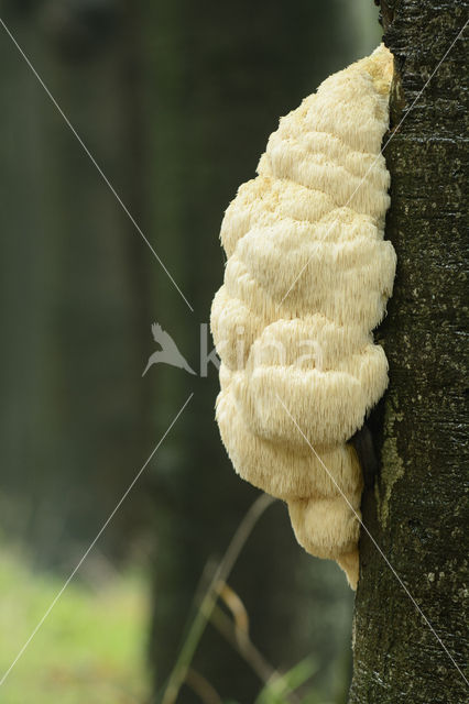 Bearded tooth (Hericium erinaceus)