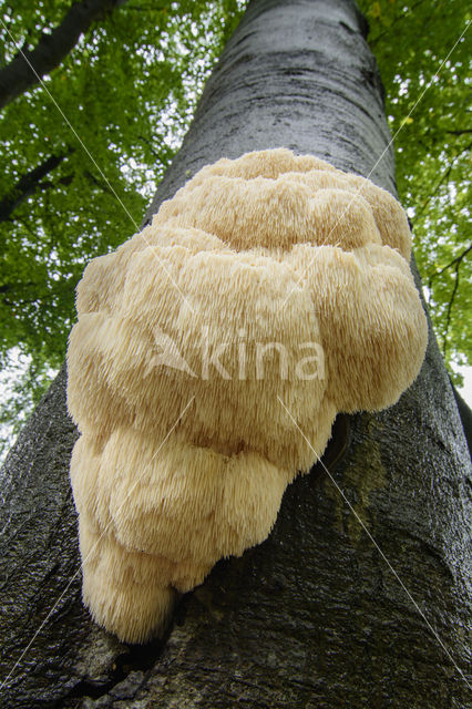 Bearded tooth (Hericium erinaceus)