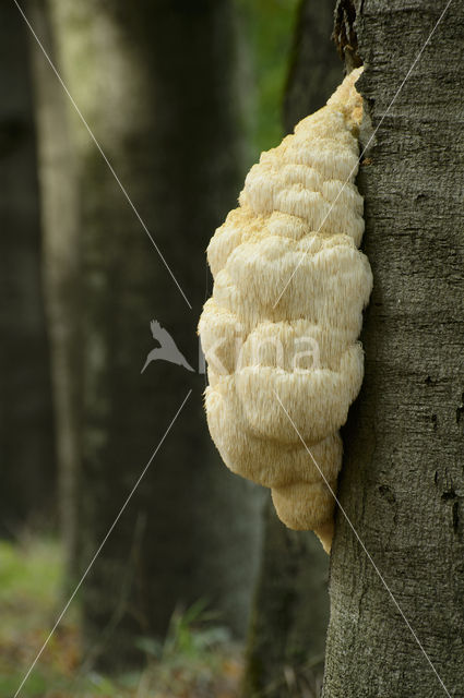 Bearded tooth (Hericium erinaceus)