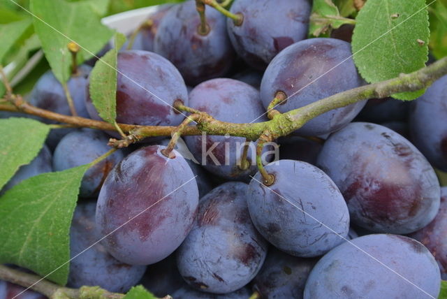 Plum (Prunus domestica)