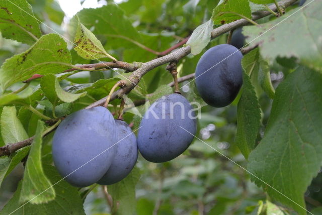 Plum (Prunus domestica)