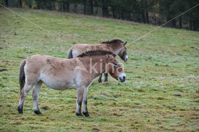 Mongolian Wild Horse