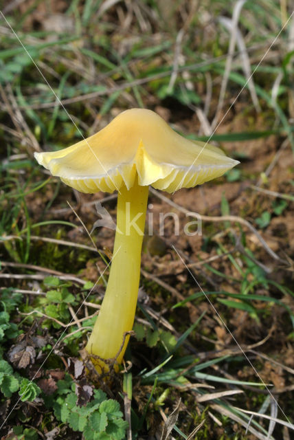 Persistent Waxcap (Hygrocybe acutoconica)