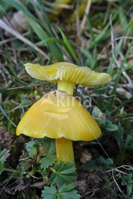 Persistent Waxcap (Hygrocybe acutoconica)