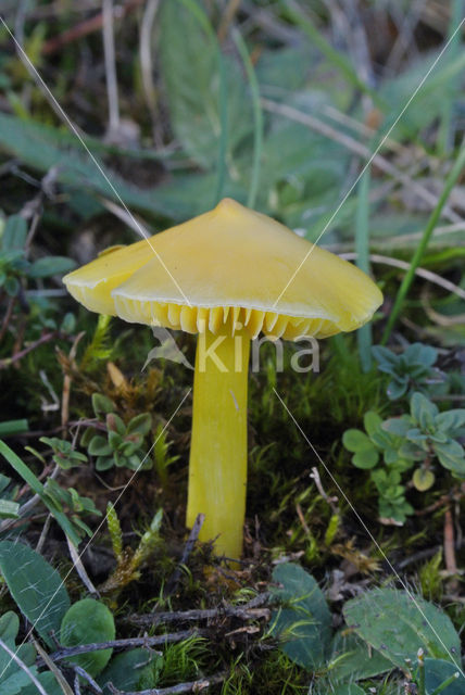 Puntmutswasplaat (Hygrocybe acutoconica)