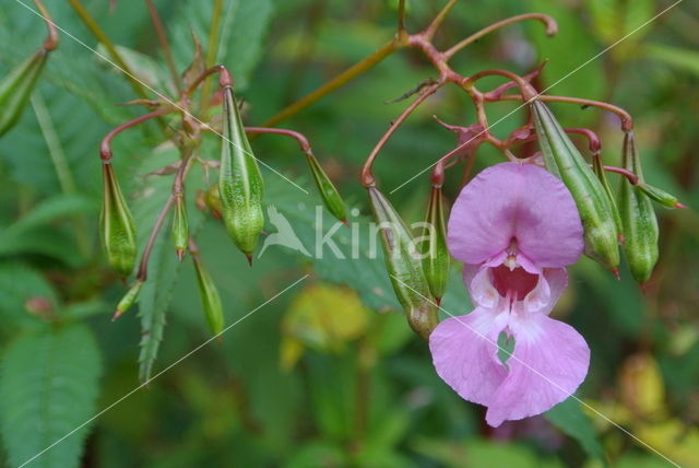 Indian Balsam (Impatiens glandulifera)