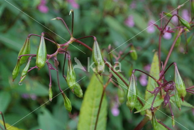 Indian Balsam (Impatiens glandulifera)