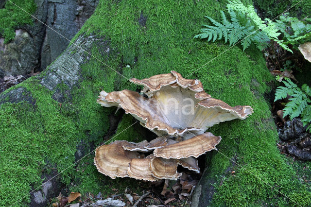 Giant Polypore (Meripilus giganteus)