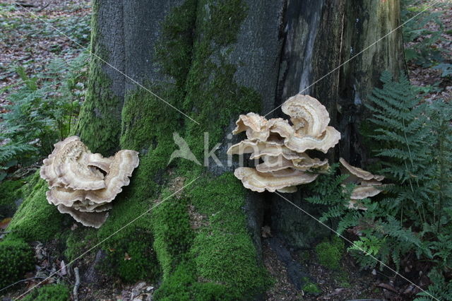 Giant Polypore (Meripilus giganteus)