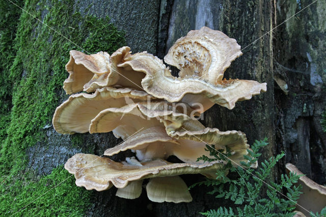 Giant Polypore (Meripilus giganteus)