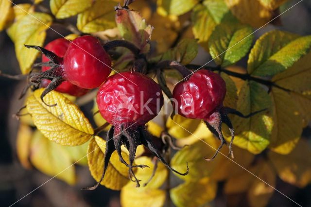 Rimpelroos (Rosa rugosa)