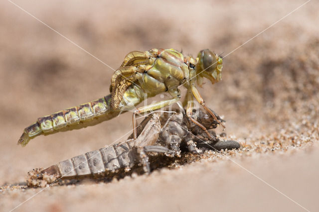 Rivierrombout (Gomphus flavipes)