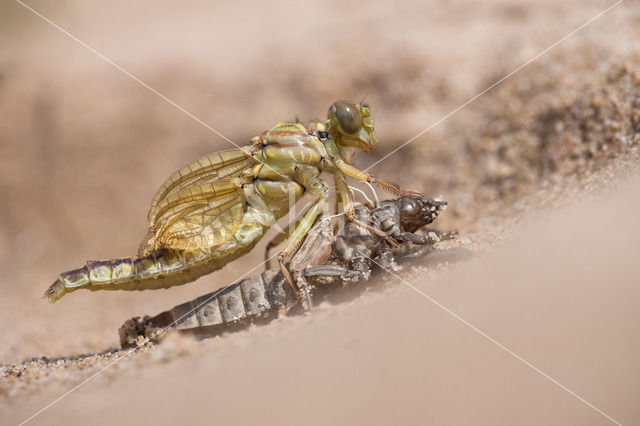 Yellow-legged Dragonfly (Gomphus flavipes)