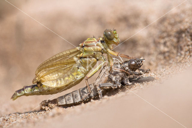 Rivierrombout (Gomphus flavipes)