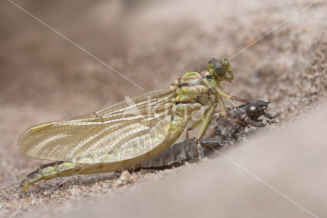 Rivierrombout (Gomphus flavipes)