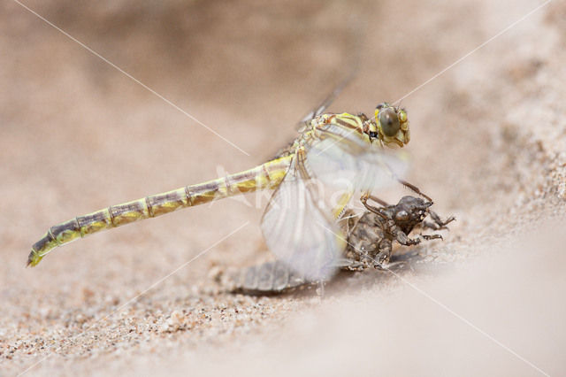 Yellow-legged Dragonfly (Gomphus flavipes)