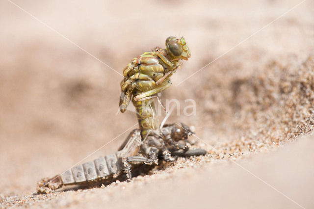 Rivierrombout (Gomphus flavipes)