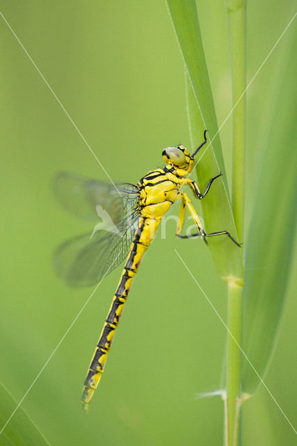 Rivierrombout (Gomphus flavipes)