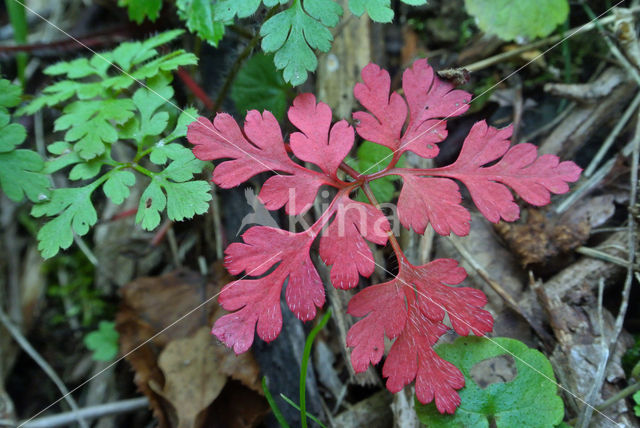 Robert geranium (Geranium robertianum)