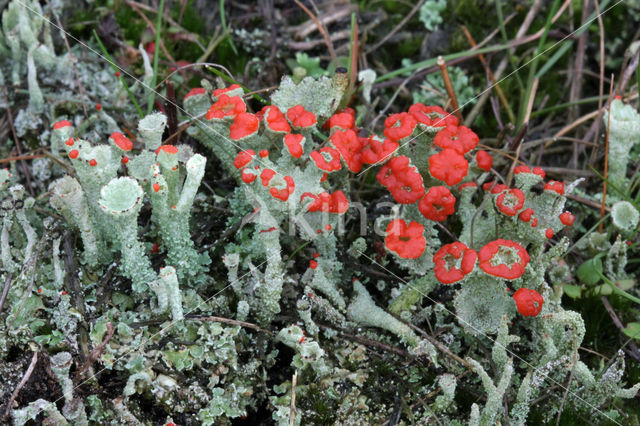 Rode heidelucifer (Cladonia floerkeana)