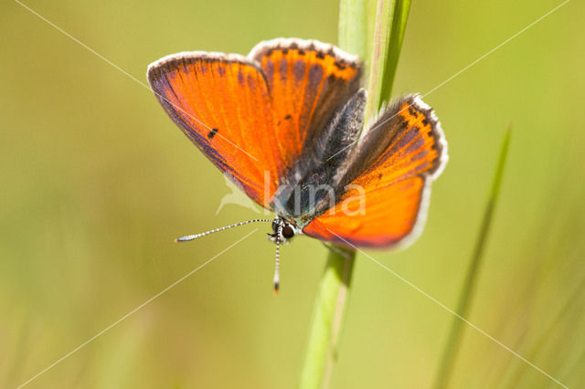 Purple-edged Copper (Lycaena hippothoe)