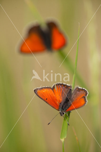 Purple-edged Copper (Lycaena hippothoe)