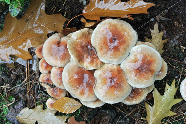 Cinnamon Cap (Psilocybe sublateritia)