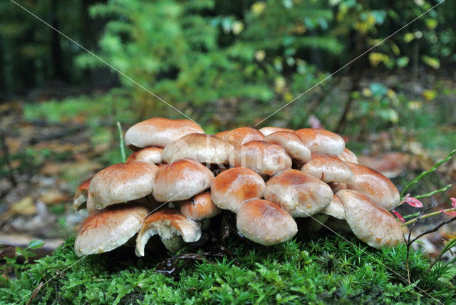 Rode zwavelkop (Psilocybe sublateritia)