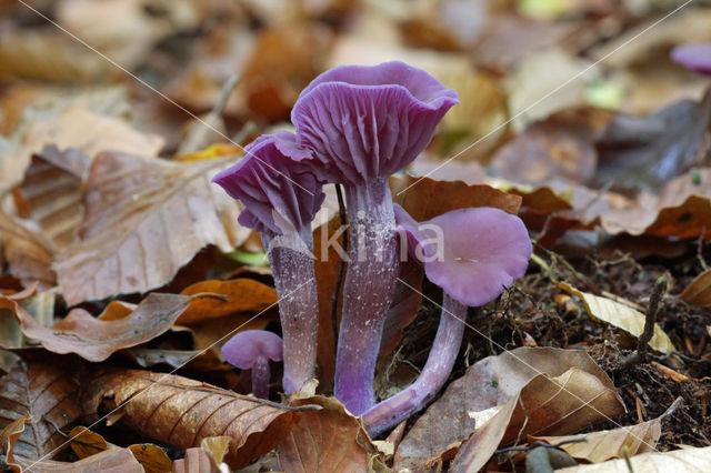 Amethyst Deceiver (Laccaria amethystina)