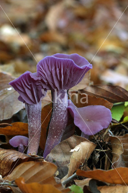 Amethyst Deceiver (Laccaria amethystina)