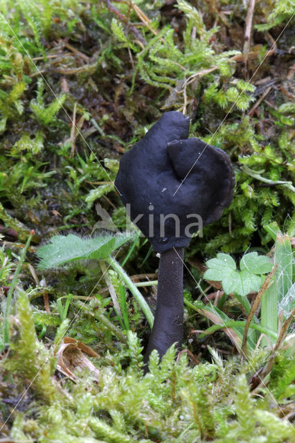 Roetkluifzwam (Helvella atra)