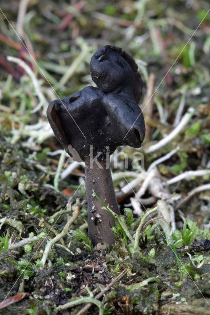 Roetkluifzwam (Helvella atra)