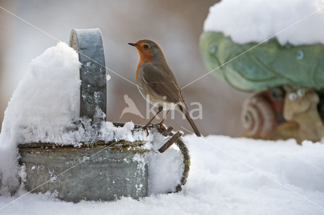 European Robin (Erithacus rubecula)