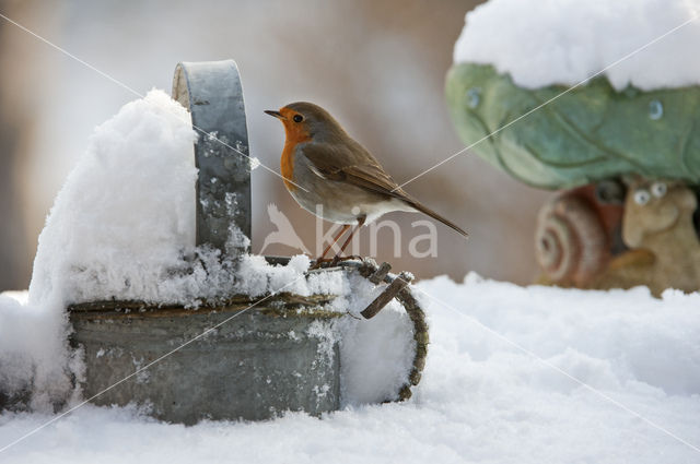 Roodborst