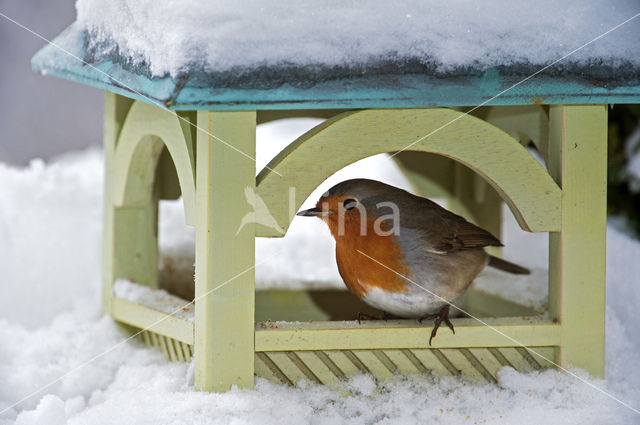 Roodborst