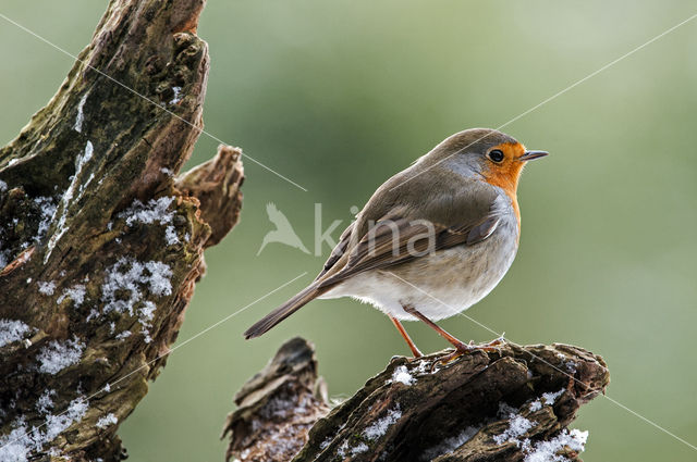 European Robin (Erithacus rubecula)