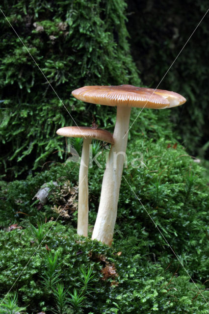 Tawny Grisette (Amanita fulva)