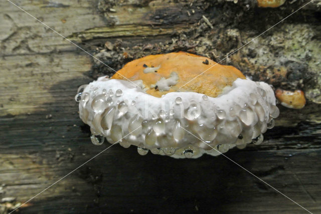 Red Banded Polypore (Fomitopsis pinicola)